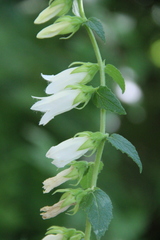 Campanula alliariifolia