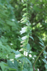 Campanula alliariifolia