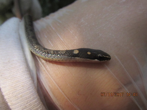 Adelphostigma quadriocellata