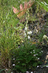 Campanula alliariifolia