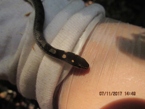 Adelphostigma quadriocellata