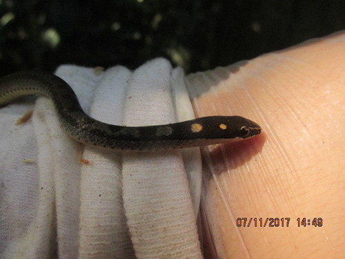 Adelphostigma quadriocellata