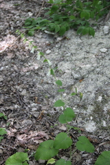 Campanula alliariifolia