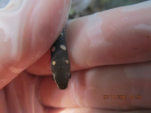 Adelphostigma quadriocellata