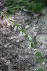 Campanula alliariifolia