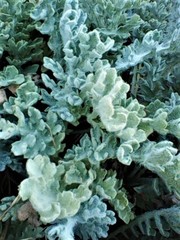 Achillea maritima maritima