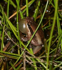 Litoria adelaidensis
