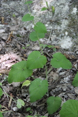 Campanula alliariifolia