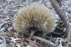 Tachyglossus aculeatus multiaculeatus