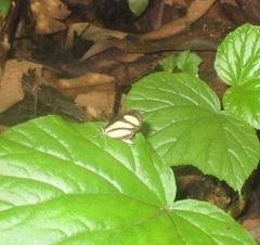 Papilionoidea