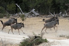 Connochaetes taurinus johnstoni