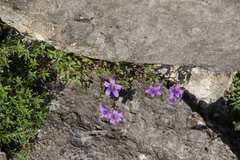Campanula andina