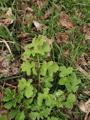 Heracleum sphondylium