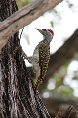 Campethera scriptoricauda
