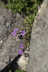 Campanula andina