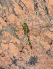 Gomphus