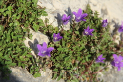 Campanula andina