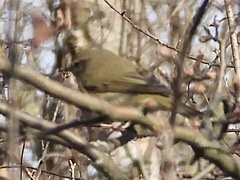 Phylloscopus collybita collybita