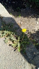 Taraxacum officinale