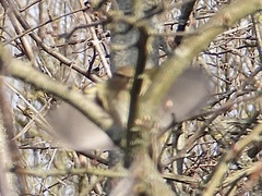 Phylloscopus collybita collybita
