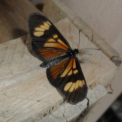 Actinote thalia pyrrha