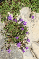 Campanula andina