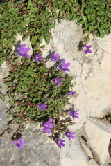 Campanula andina