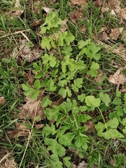 Heracleum sphondylium