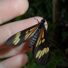 Actinote thalia pyrrha