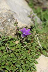 Campanula andina