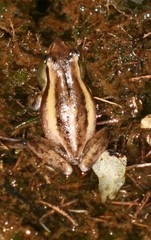 Litoria adelaidensis