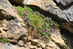 Campanula andina