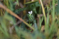 Lotus conimbricensis