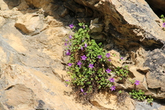 Campanula andina