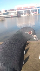 Columba livia domestica