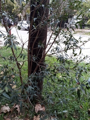 Blepharocalyx salicifolius