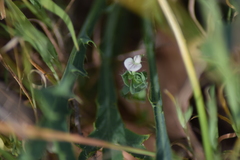 Lotus conimbricensis
