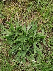 Plantago lanceolata