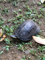 Cuora amboinensis kamaroma