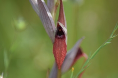 Serapias strictiflora
