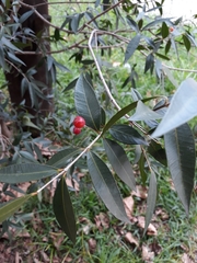 Blepharocalyx salicifolius