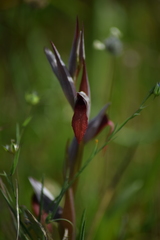 Serapias strictiflora