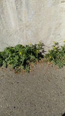 Taraxacum officinale