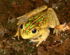Moore's Frog photo 2