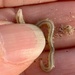 photo of Nephthys's Sand-worms (Nephtys)