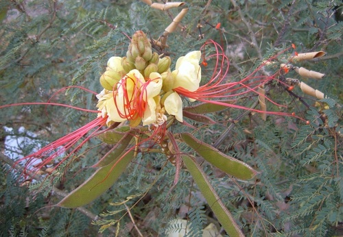 Erythrostemon gilliesii image