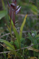 Serapias strictiflora