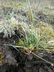 Alopecurus vaginatus