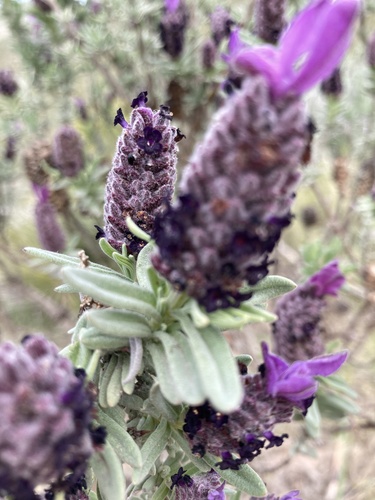 Representative image of Lavandula stoechas