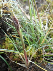 Alopecurus vaginatus